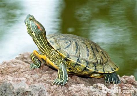 高樓層風水 巴西龜怎麼養